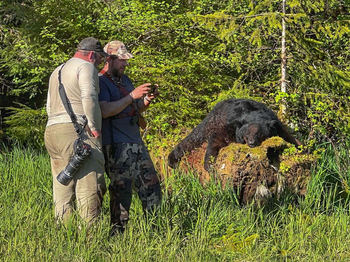 Spring Black Bear Alaska